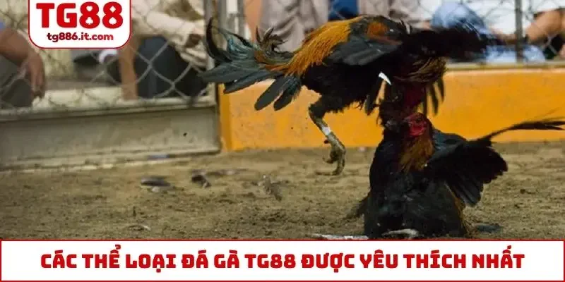 Đá Gà TG88 - Trực Tiếp Thomo 4k Campuchia CPC1 CPC2 CPC3