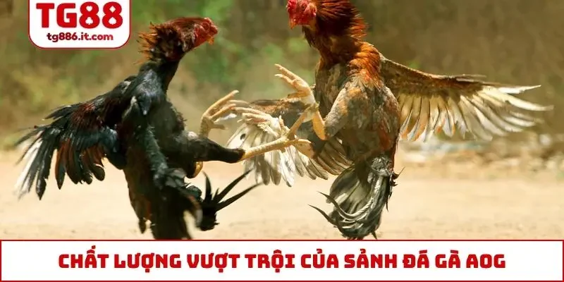 Sảnh Đá Gà AOG - Huyền Thoại Làng Livestream Thomo Online