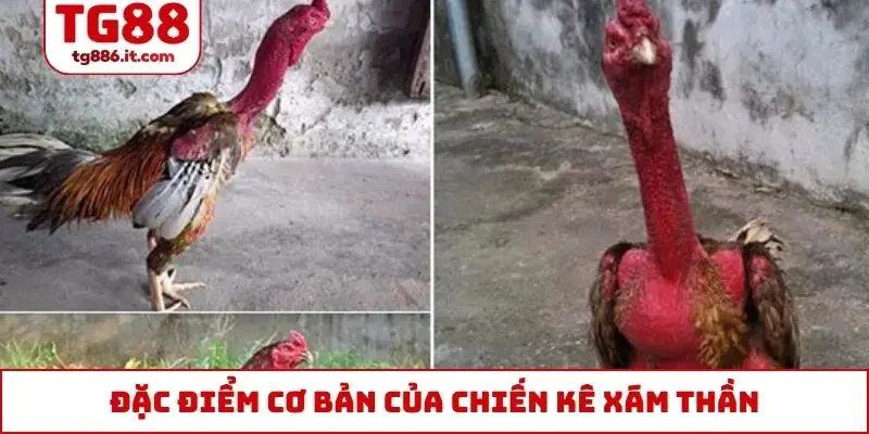 Chiến Kê Xám Thần - Top 1 Trong Lòng Sư Kê Chuyên Nghiệp