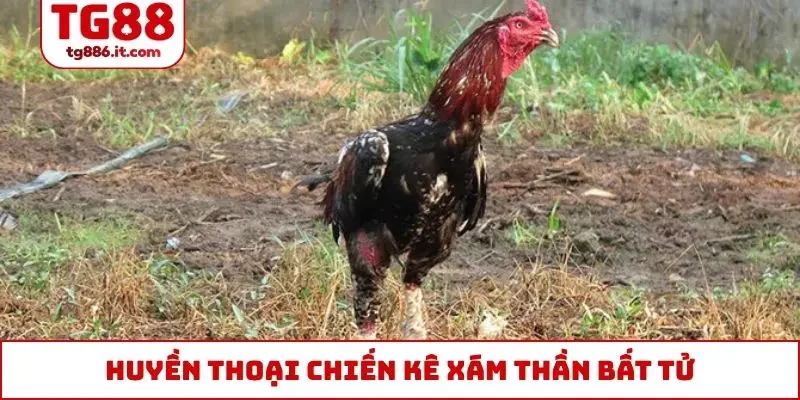 Chiến Kê Xám Thần - Top 1 Trong Lòng Sư Kê Chuyên Nghiệp