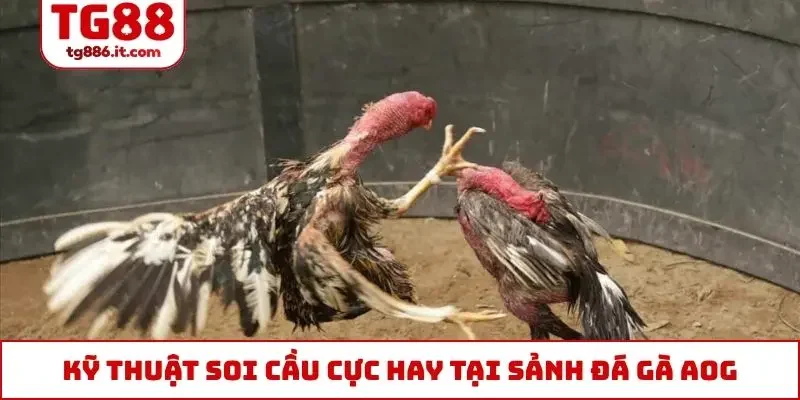 Sảnh Đá Gà AOG - Huyền Thoại Làng Livestream Thomo Online