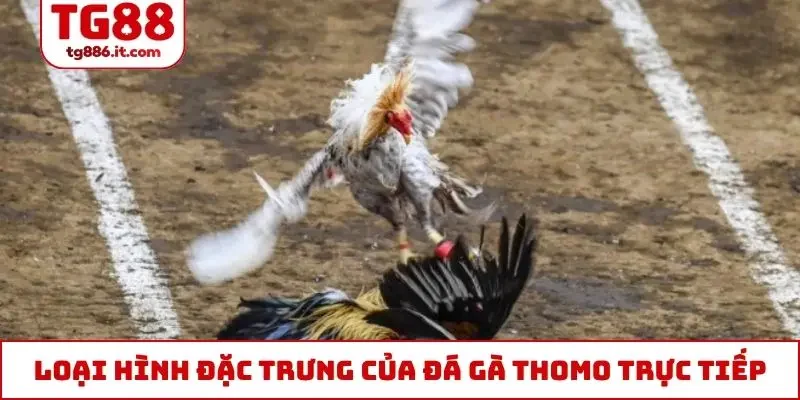 Đá Gà Thomo Trực Tiếp Hôm Nay Chuẩn 4k Bình Luận Tiếng Việt