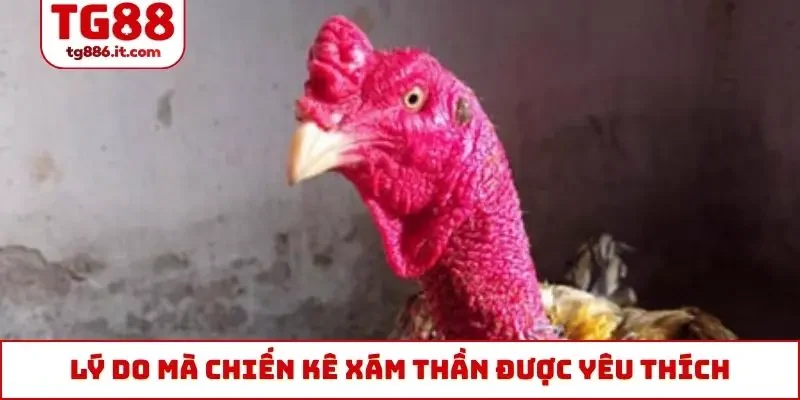 Chiến Kê Xám Thần - Top 1 Trong Lòng Sư Kê Chuyên Nghiệp