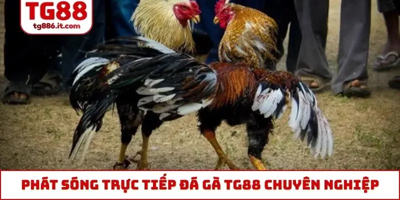 Đá Gà TG88 - Trực Tiếp Thomo 4k Campuchia CPC1 CPC2 CPC3