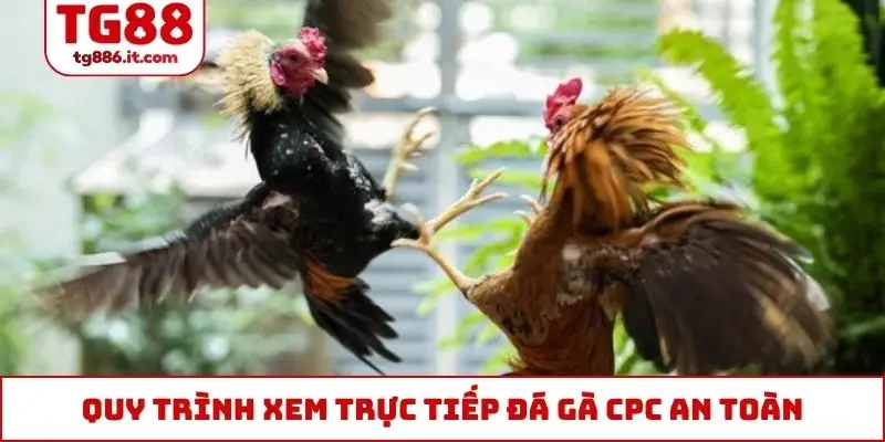 Trực Tiếp Đá Gà CPC Tỷ Lệ Chuẩn, Không Giật Lag, Độ Trễ 0