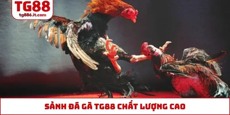 Đá Gà TG88 - Trực Tiếp Thomo 4k Campuchia CPC1 CPC2 CPC3