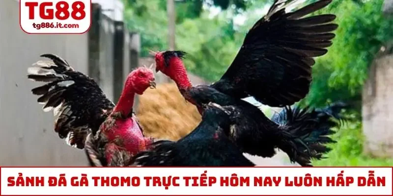 Đá Gà Thomo Trực Tiếp Hôm Nay Chuẩn 4k Bình Luận Tiếng Việt