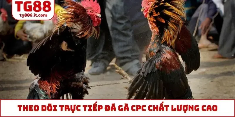 Trực Tiếp Đá Gà CPC Tỷ Lệ Chuẩn, Không Giật Lag, Độ Trễ 0