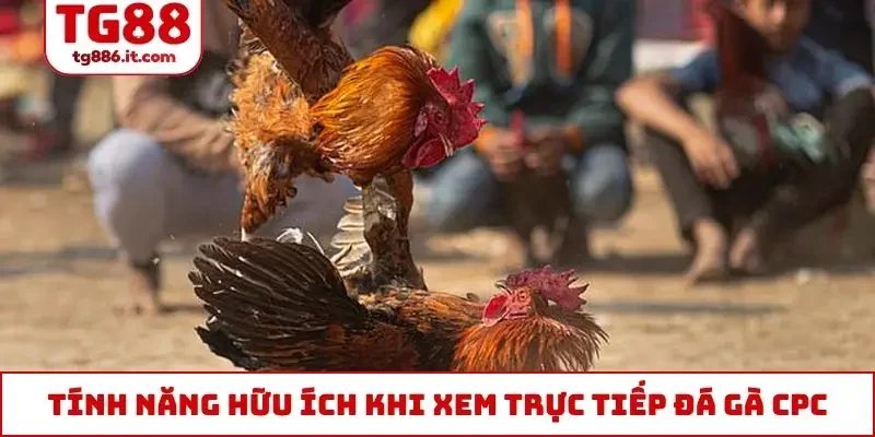 Trực Tiếp Đá Gà CPC Tỷ Lệ Chuẩn, Không Giật Lag, Độ Trễ 0