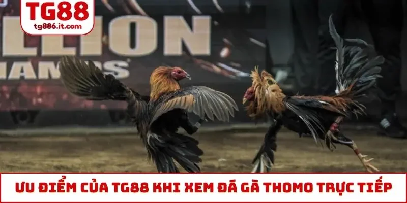 Đá Gà Thomo Trực Tiếp Hôm Nay Chuẩn 4k Bình Luận Tiếng Việt
