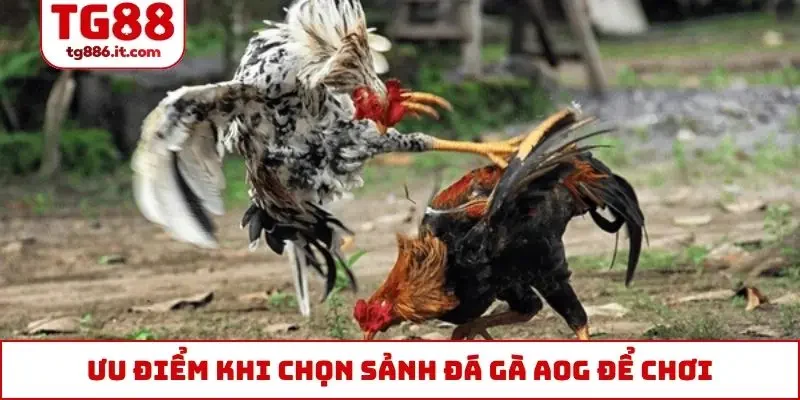Sảnh Đá Gà AOG - Huyền Thoại Làng Livestream Thomo Online